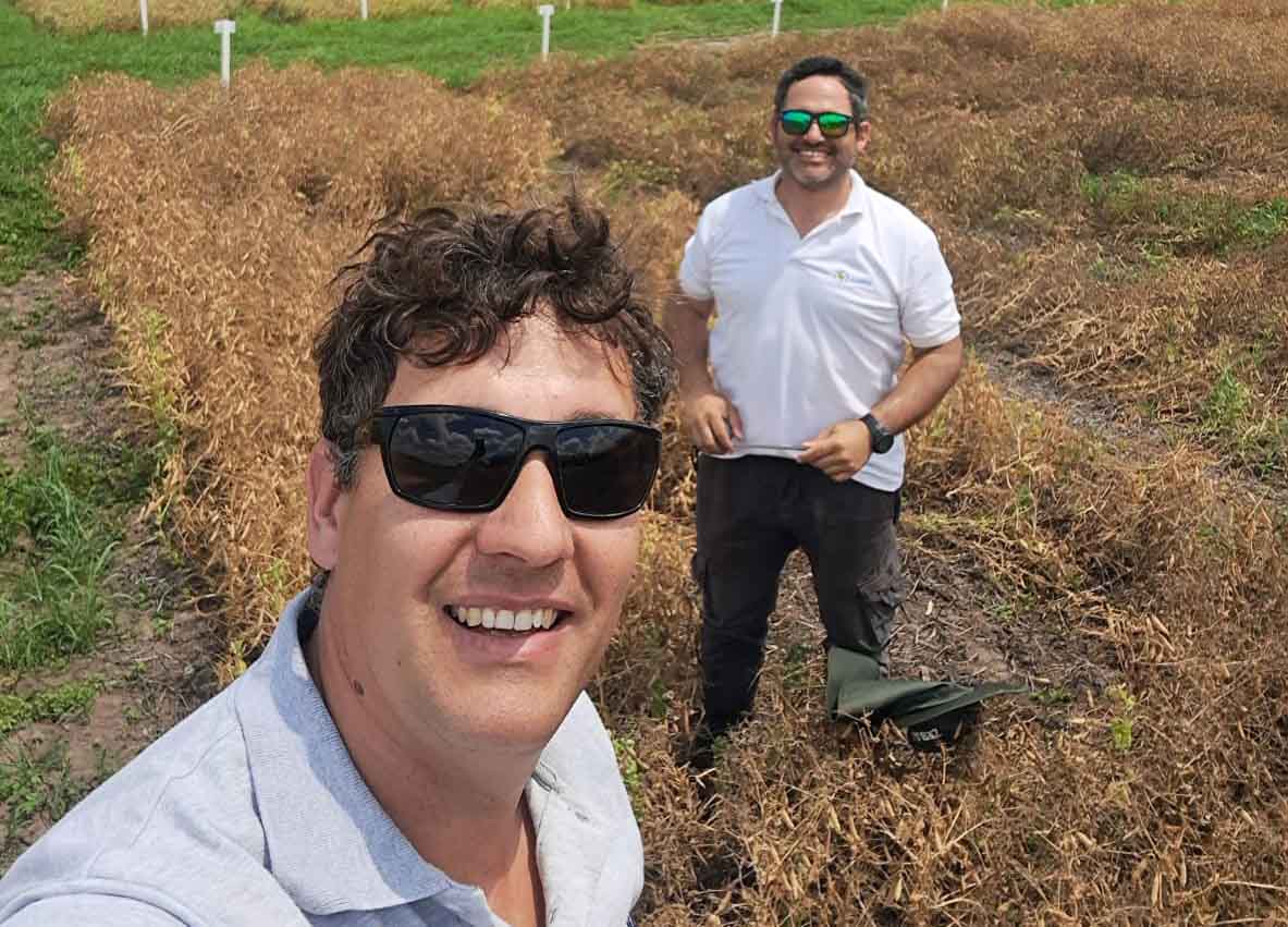 Arvejas seguidas de maíz, una dupla que explota en resultados